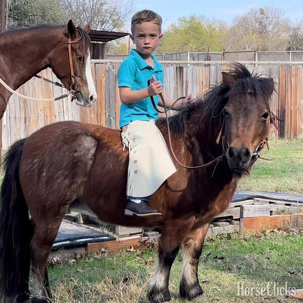 "Cami" Bay Roan Mare Pony