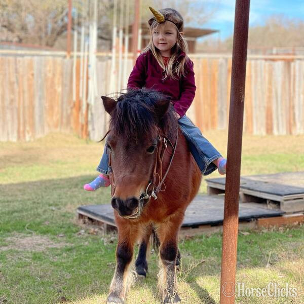 "Cami" Bay Roan Mare Pony