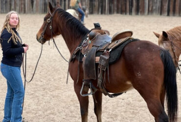 "Santa Fe" Bay Gelding Quarter Horse