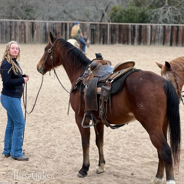 "Santa Fe" Bay Gelding Quarter Horse