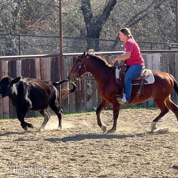 "Santa Fe" Bay Gelding Quarter Horse