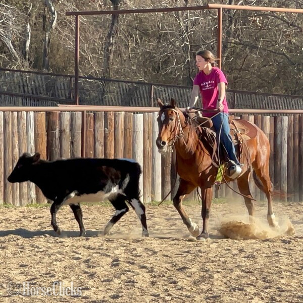 "Santa Fe" Bay Gelding Quarter Horse