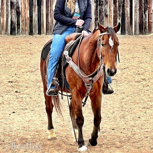 "Santa Fe" Bay Gelding Quarter Horse