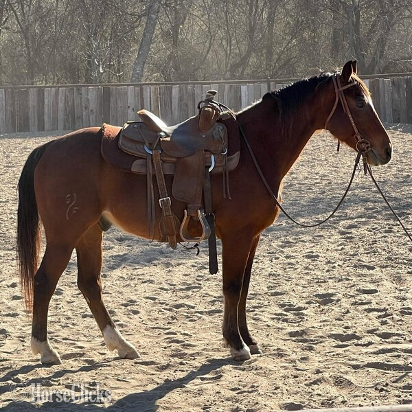"Santa Fe" Bay Gelding Quarter Horse