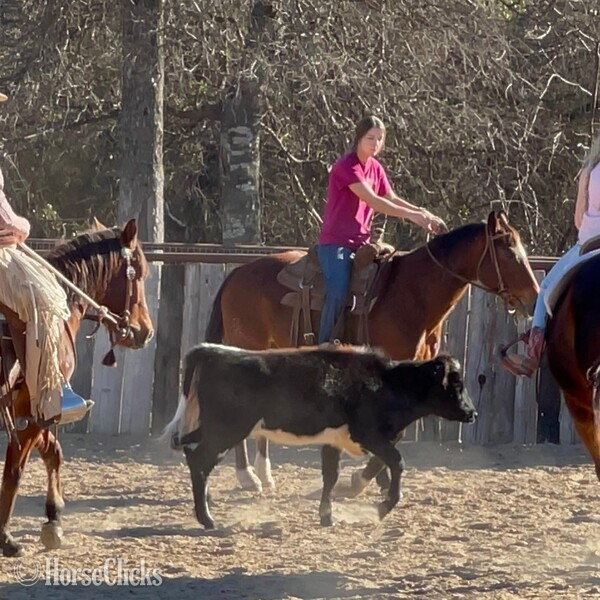 "Santa Fe" Bay Gelding Quarter Horse