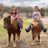 "Rum&Coke" Red Roan Gelding Pony