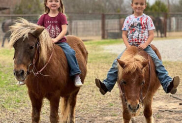 "Rum&Coke" Red Roan Gelding Pony