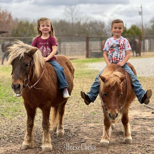 "Rum&Coke" Red Roan Gelding Pony