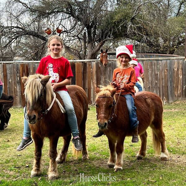 "Rum&Coke" Red Roan Gelding Pony