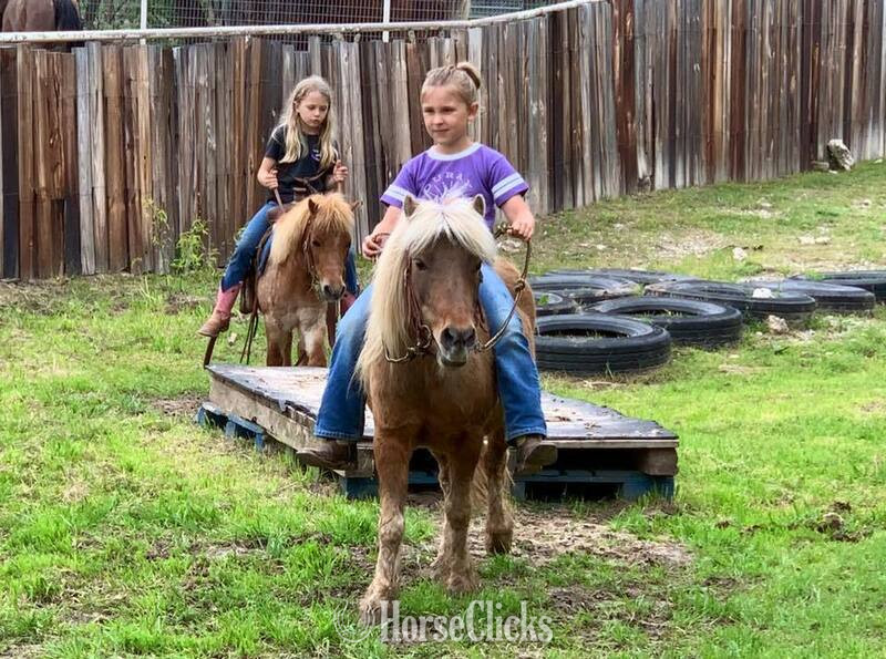 "Rum&Coke" Red Roan Gelding Pony