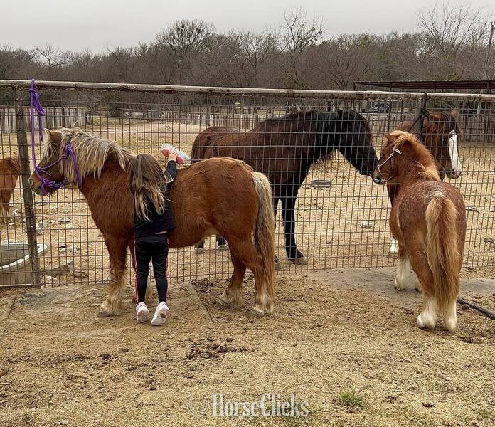 "Rum&Coke" Red Roan Gelding Pony