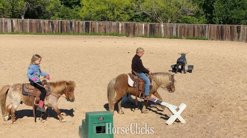 "Rum&Coke" Red Roan Gelding Pony