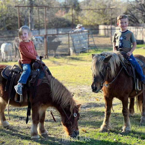 "Rum&Coke" Red Roan Gelding Pony