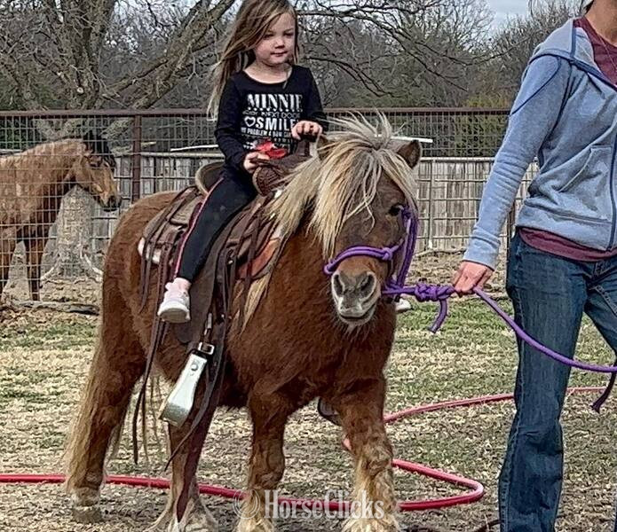"Rum&Coke" Red Roan Gelding Pony
