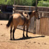 "Tigger " Buckskin Gelding