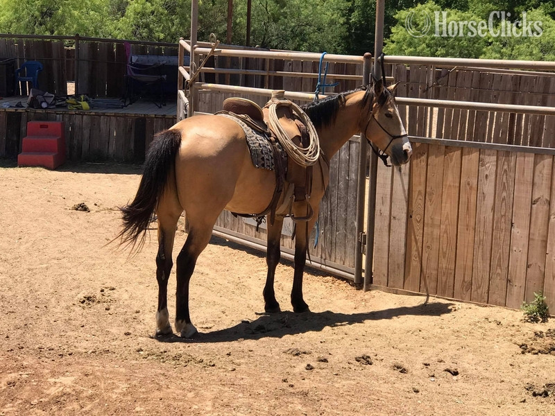"Tigger " Buckskin Gelding