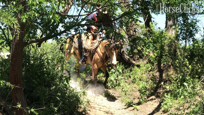 "Tigger " Buckskin Gelding