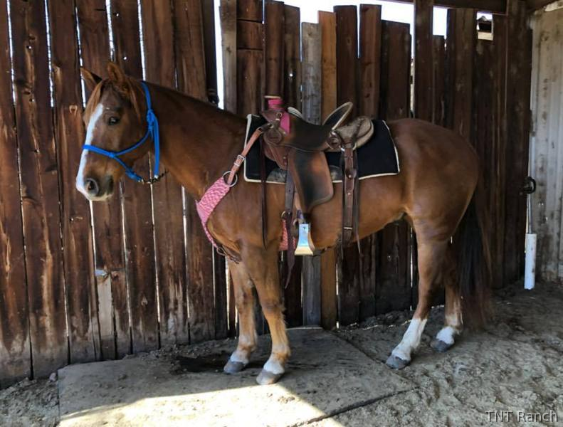 "Ike" Chestnut Gelding Quarter Horse