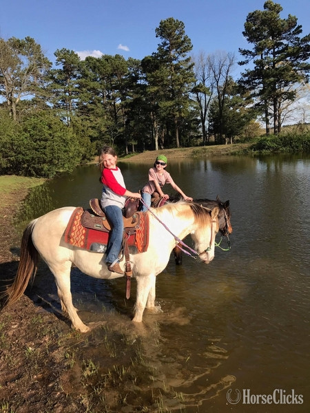 "5800" Buckskin Gelding Paint