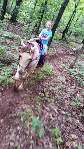 "5800" Buckskin Gelding Paint