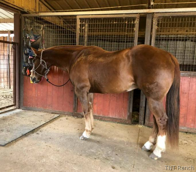 "Ike" Chestnut Gelding Quarter Horse