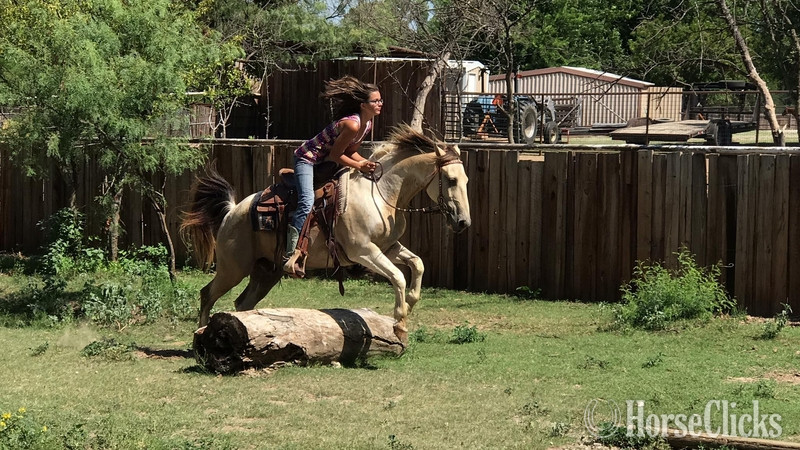 "5800" Buckskin Gelding Paint
