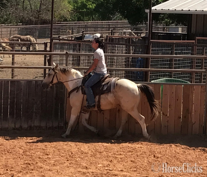 "5800" Buckskin Gelding Paint