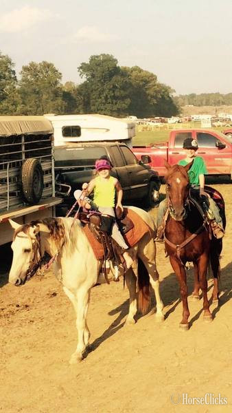 "5800" Buckskin Gelding Paint