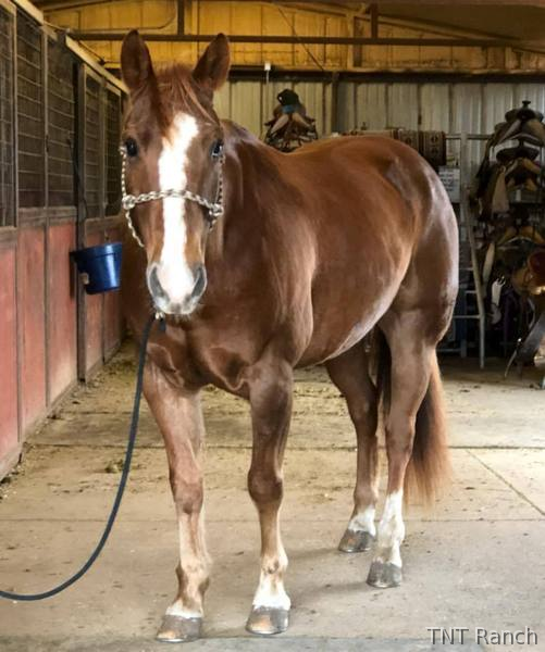 "Ike" Chestnut Gelding Quarter Horse